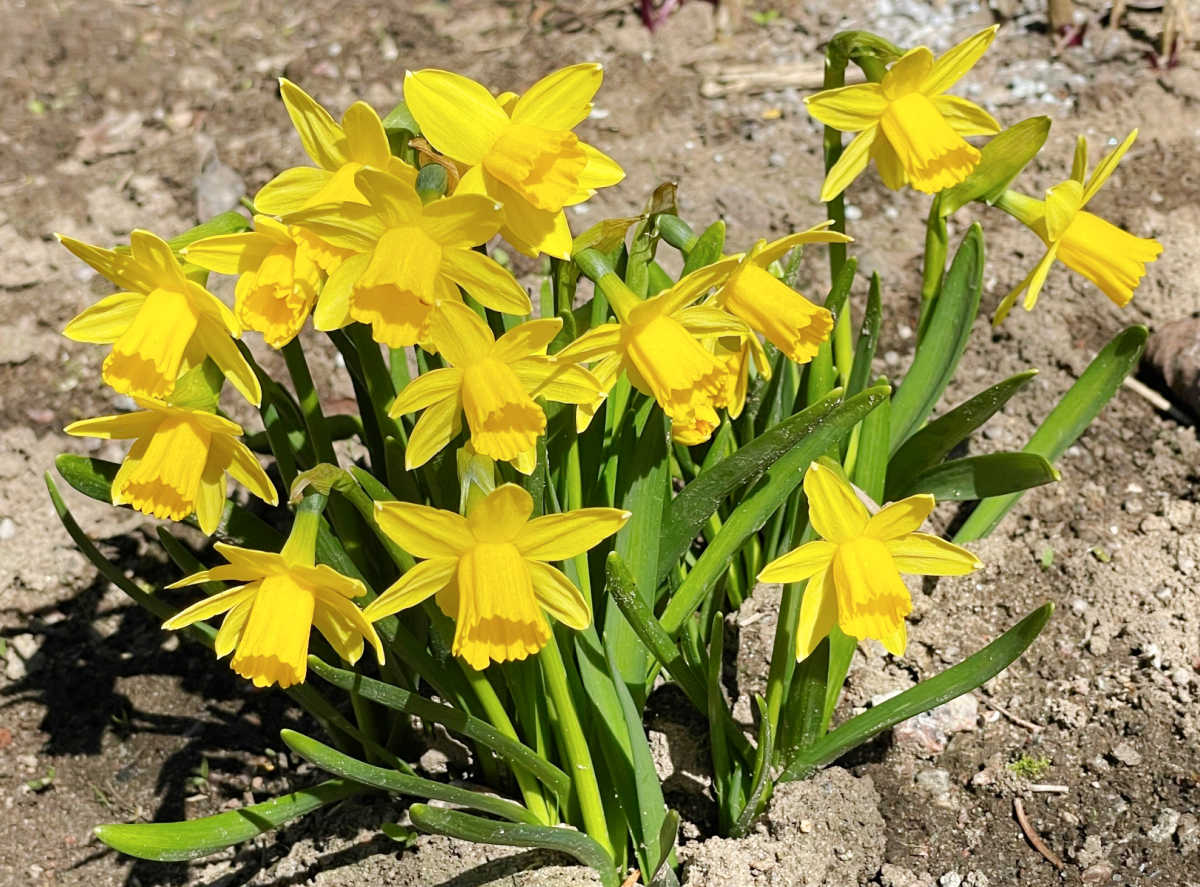Uma das flores mais precoces da primavera é o narciso tete-a-tete mostrado aqui, recém-plantado no solo.