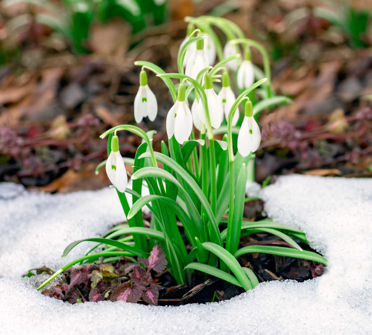 Uma das flores mais precoces da primavera - snowdrops, florescendo em um jardim cercado de neve.