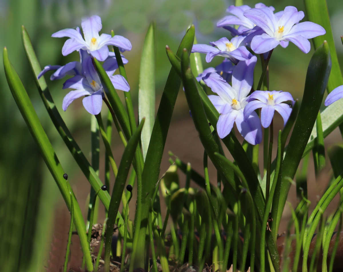 Flores azuis da glória-da-neve florescendo em um campo na primavera.