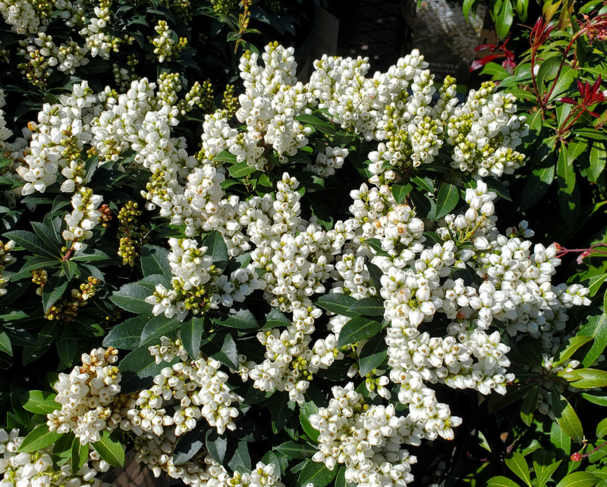 Uma planta de Tiki Pieris em plena floração em um jardim de primavera.