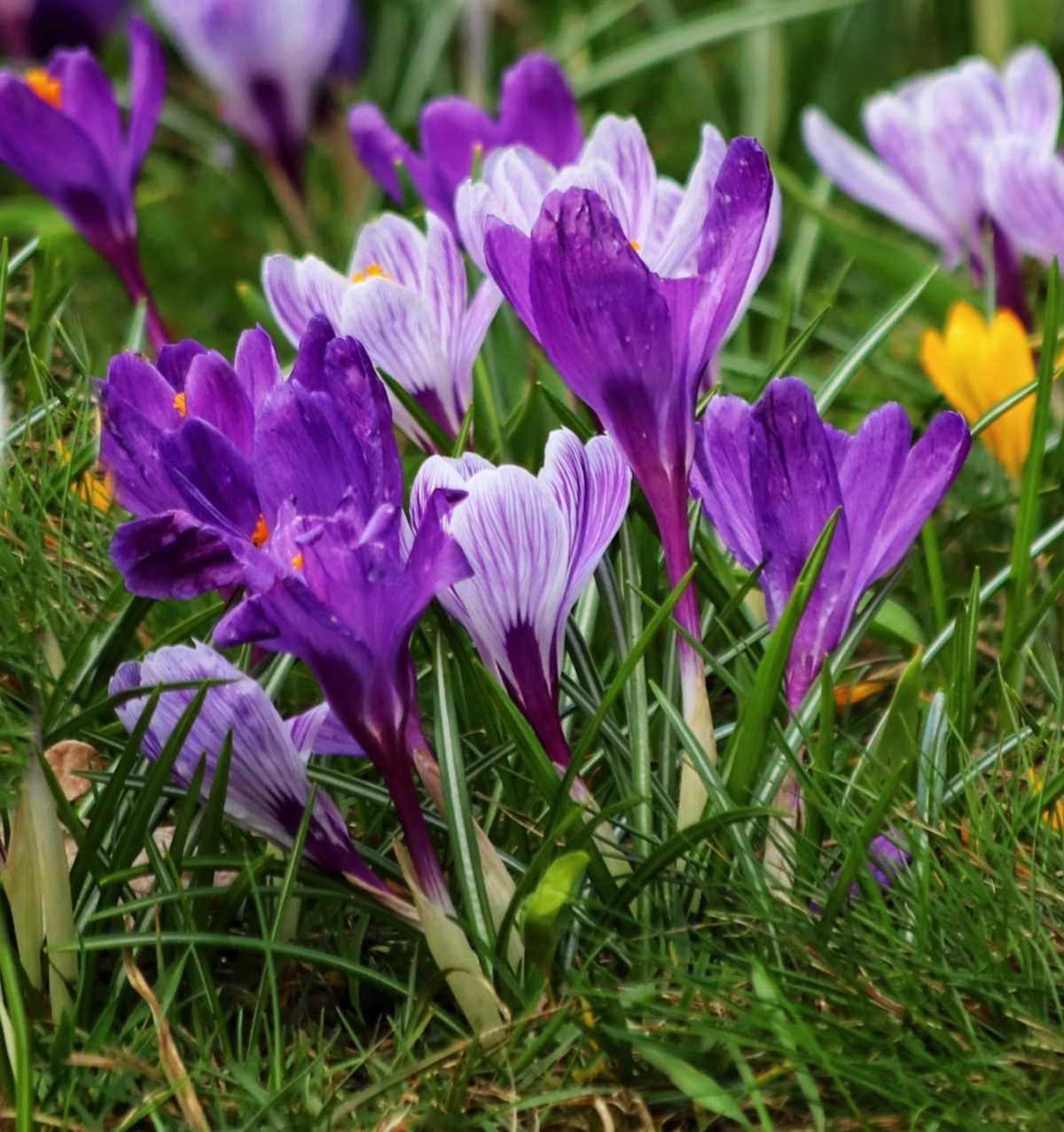 Bulbos de crocus do início da primavera florescendo em um campo.