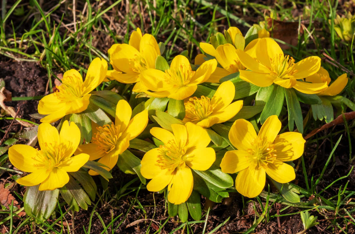 Um grupo de flores amarelas de açafroa-de-inverno em floração.