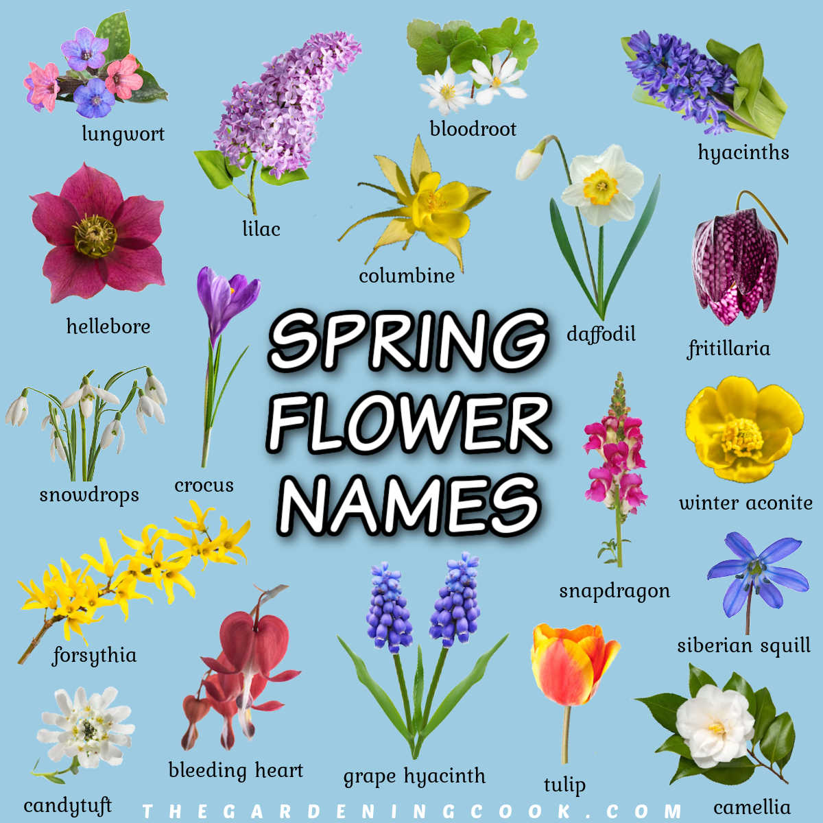 Imagens de flores em um fundo azul com nomes de flores da primavera abaixo das imagens.
