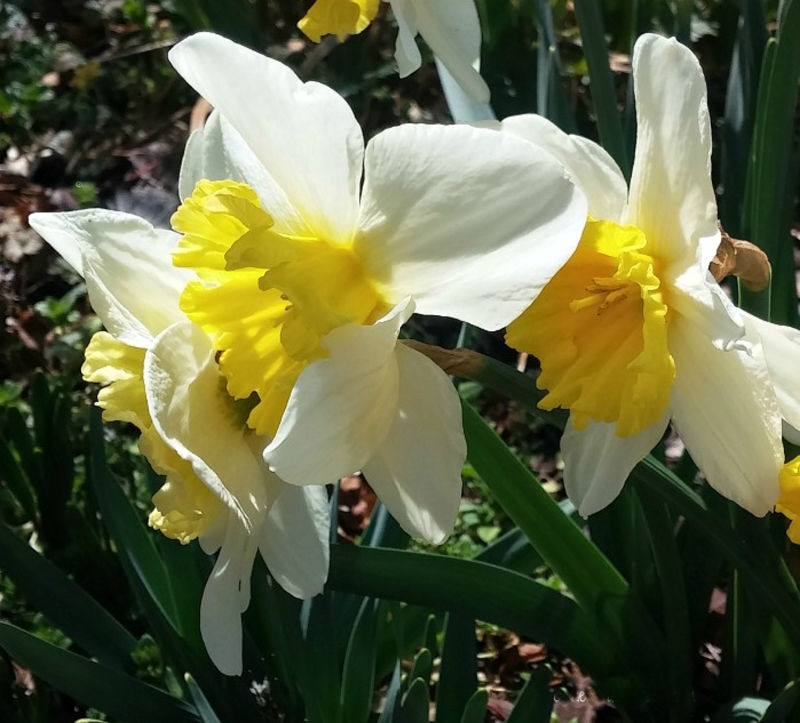Close-up de narcisos em um jardim de primavera.