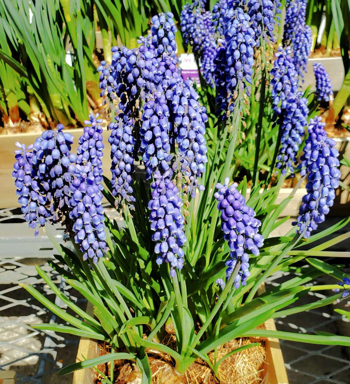 Plantas de jacinto-uva roxo em plena floração em um vaso de madeira na primavera.