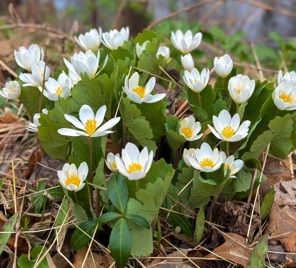 Bloodroot com flores brancas e amarelas crescendo em um jardim de primavera.