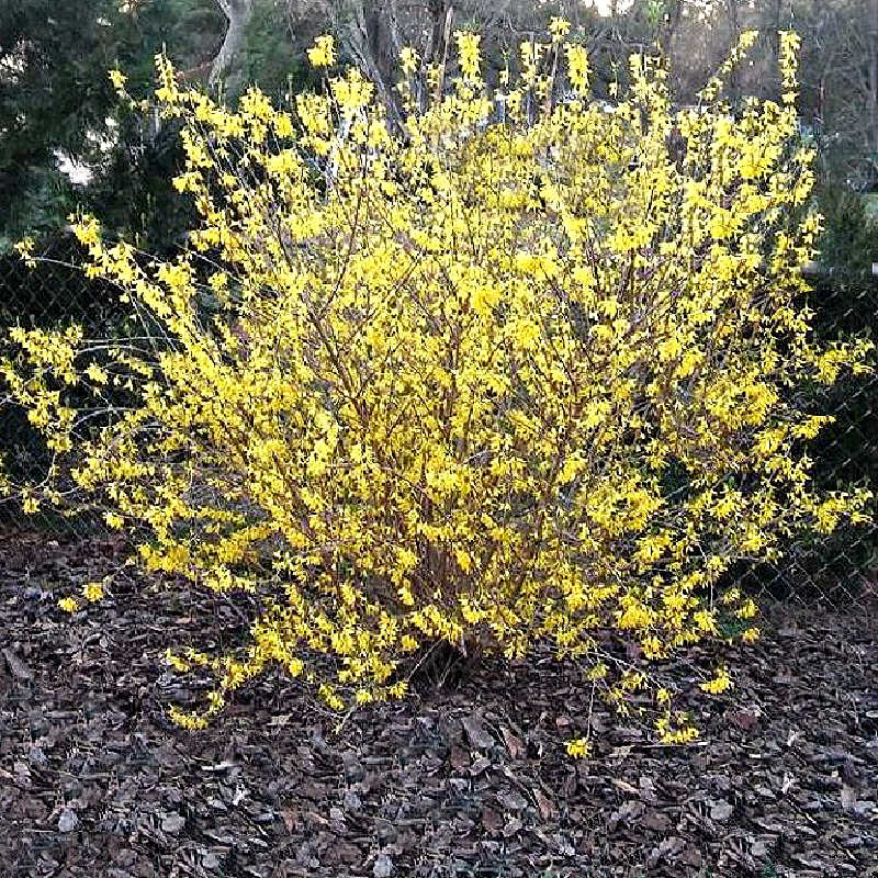 Um arbusto de forsythia tem uma das flores mais precoces a aparecer a cada primavera.