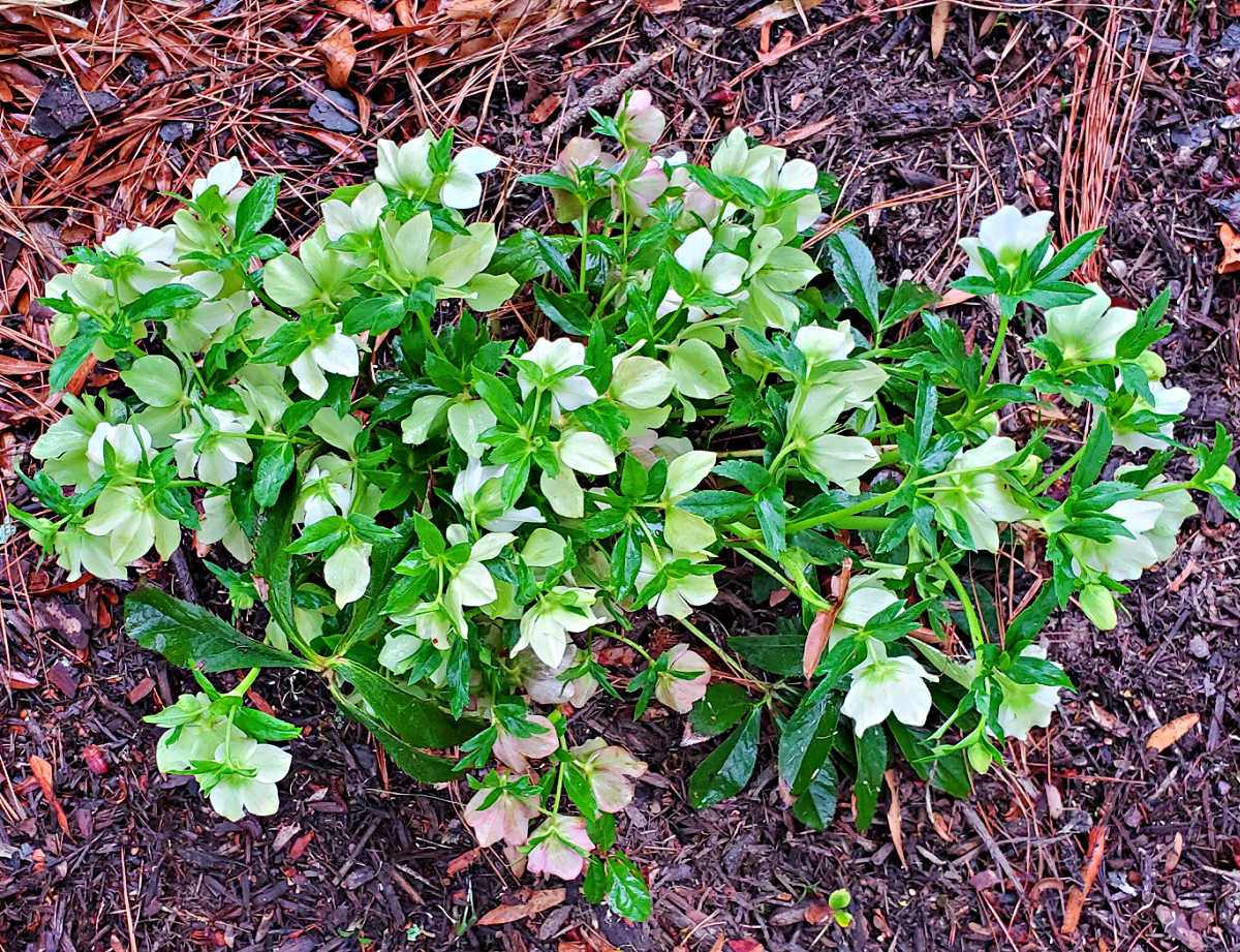 Uma heléboro perene em plena floração no início da primavera.