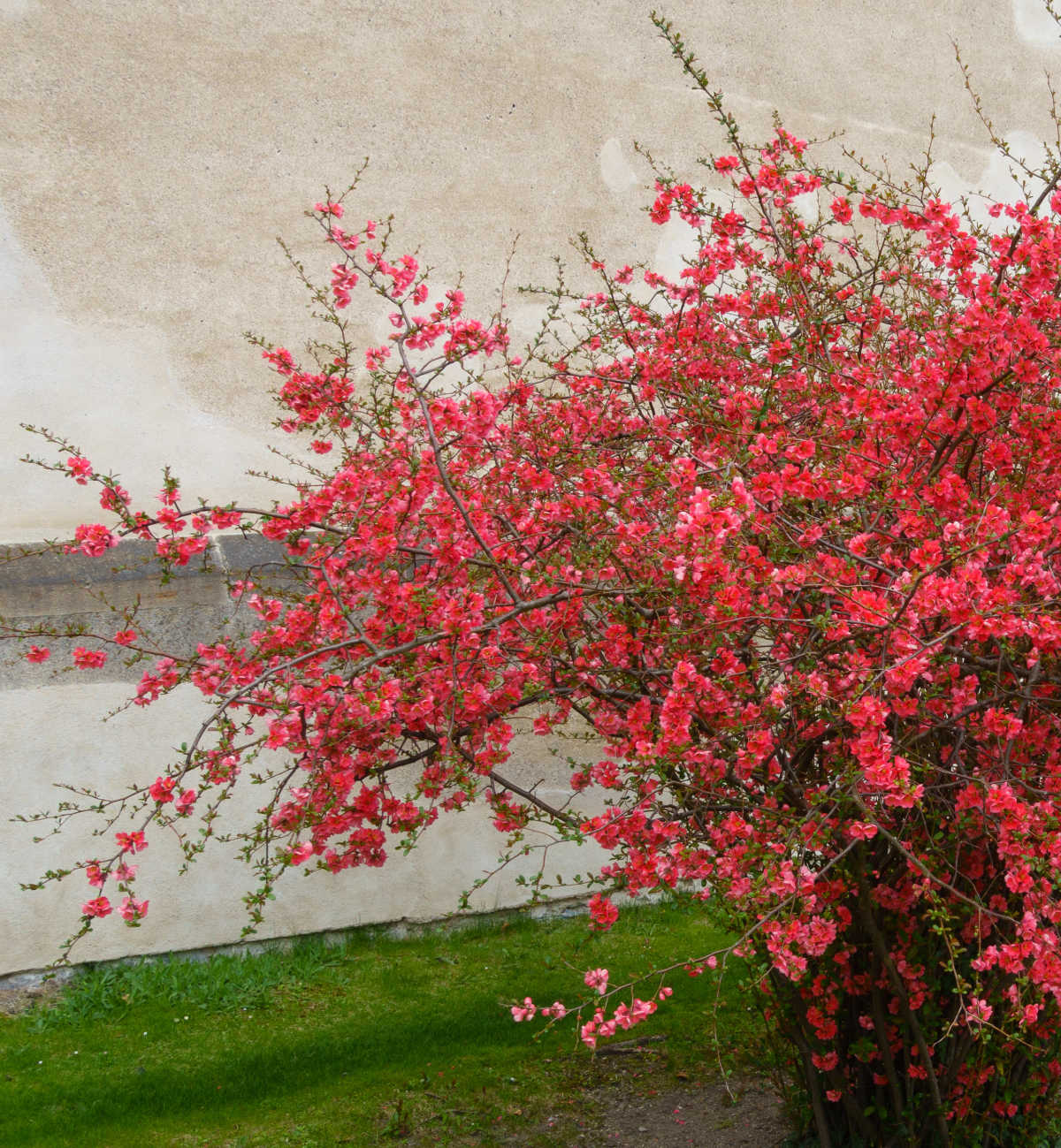 Um marmeleiro-japonês vermelho ao lado de uma parede rebocada no início da primavera.