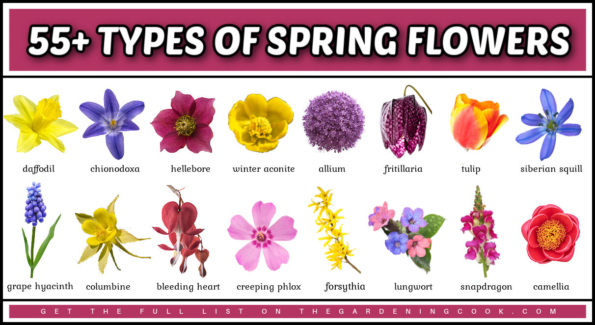 Imagens aproximadas de flores da primavera inicial em duas fileiras.