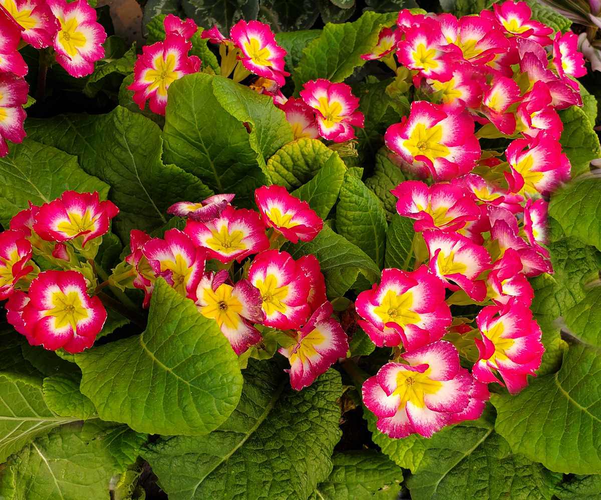 Grupos de flores de prímula rosa e amarela em plena floração no início da primavera.