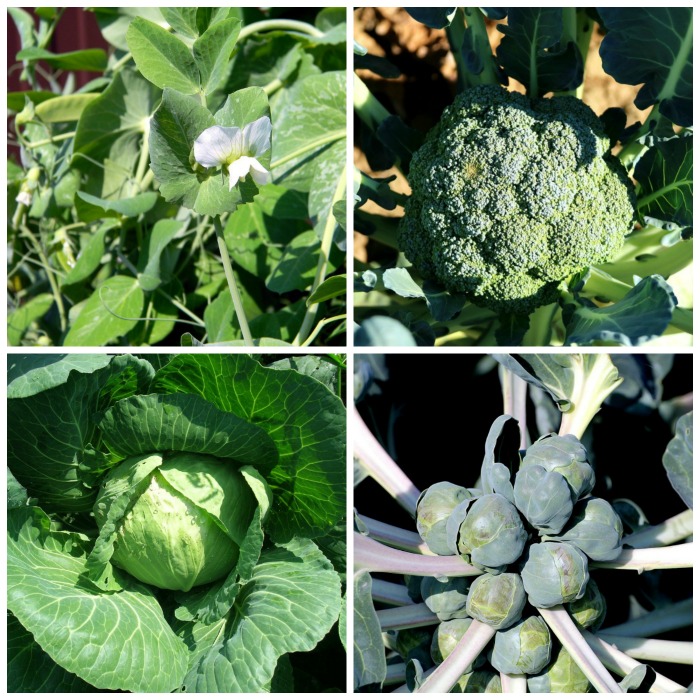 Plante vegetais que amam o frio no início da primavera