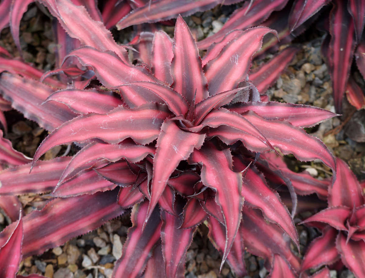 Uma bromélia Estrela-da-Terra adulta, com hábito de crescimento em forma de estrela e folhas listradas em rosa vibrante.