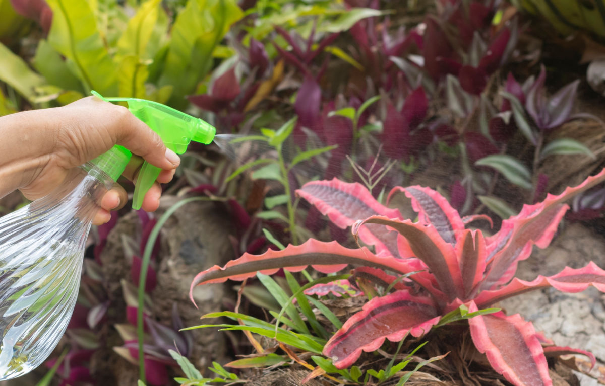 Uma mão segurando uma garrafa de água verde borrifando uma planta Estrela-da-Terra para aumentar o nível de umidade.