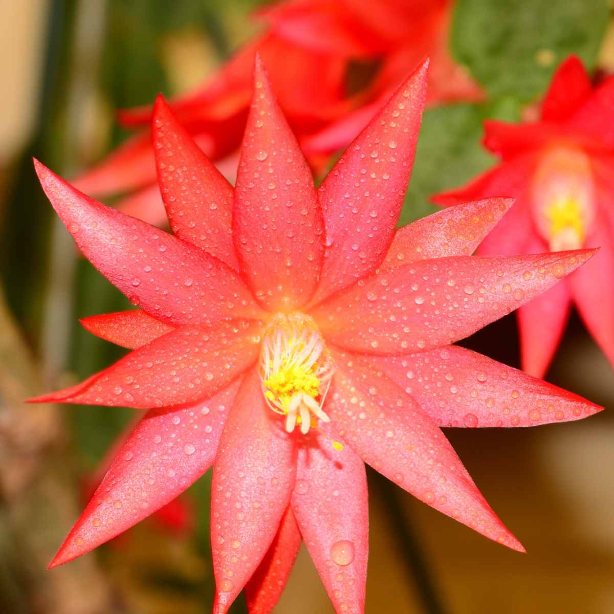 Flor vermelha de rhipsalidopsis gaertneri.