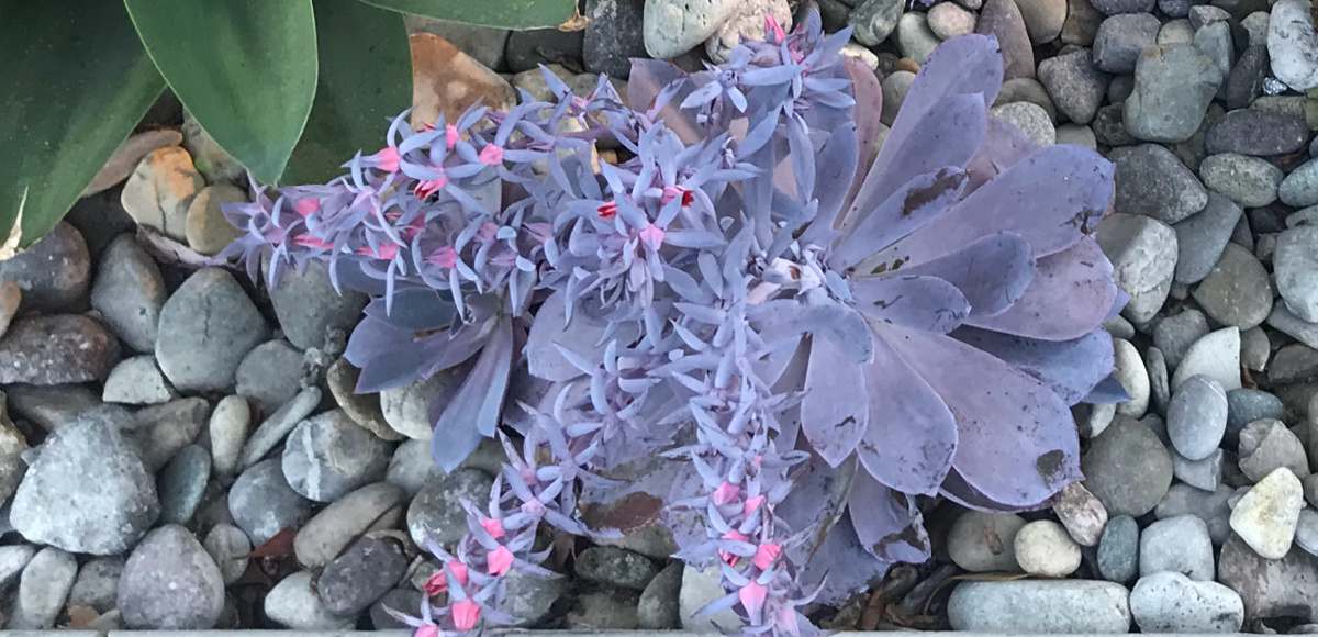 Uma echeveria 'afterglow' plantada em um jardim com pedras ao redor, mostrando as folhas roxas da suculenta e os botões e flores cor-de-rosa na haste floral.