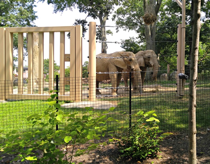 Exibição de elefantes no Zoológico de Cleveland