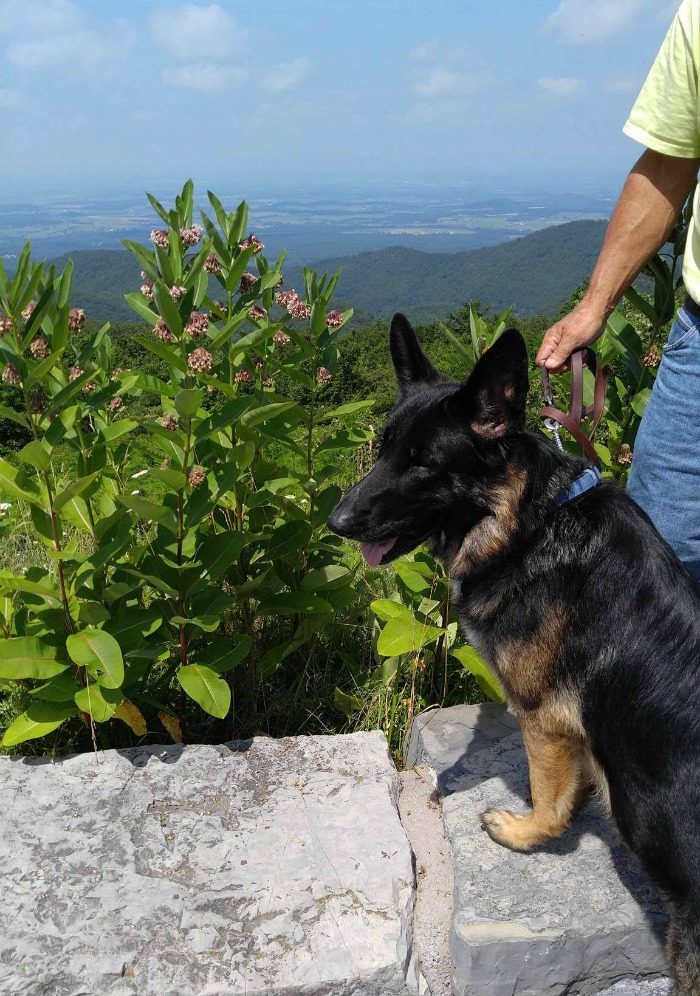 Divirta-se com seu cachorro em uma viagem de carro