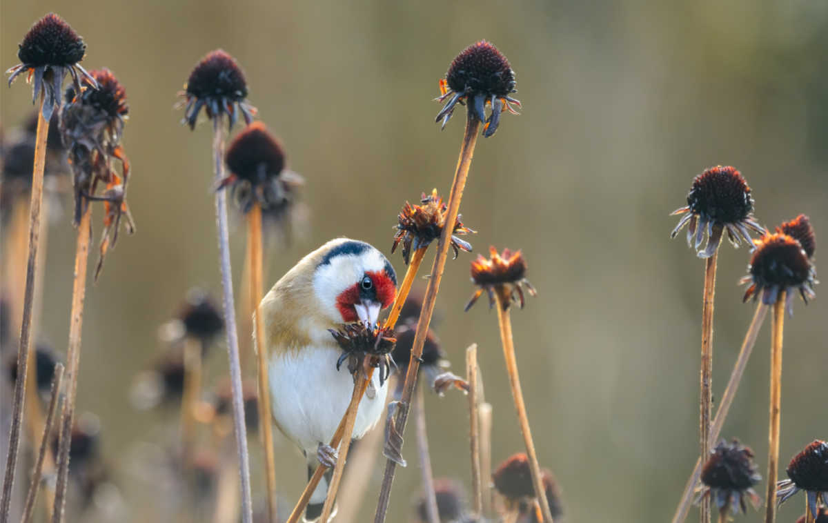 Não corte essas inflorescências com sementes. Pintassilgo-europeu comendo as cabeças de sementes de echinacea no inverno.