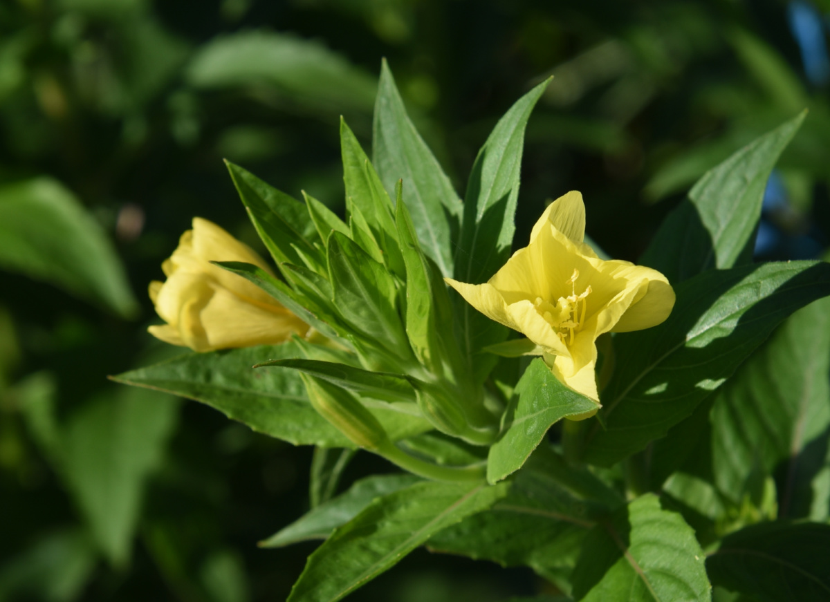 Flores de prímula da noite amarelas.