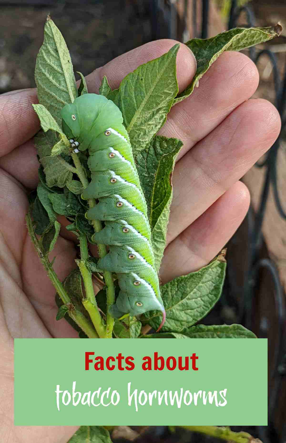 Fatos sobre a Lagarta do Fumo