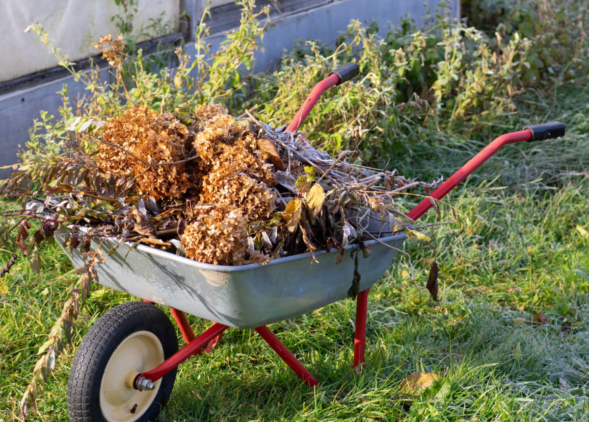 Detritos de jardim em uma carroça no outono para remover habitats de hibernação para os besouros.