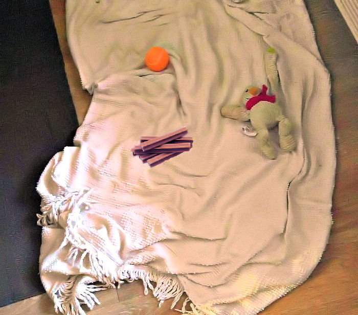 Leve as coisas favoritas do cachorro para o quarto do motel