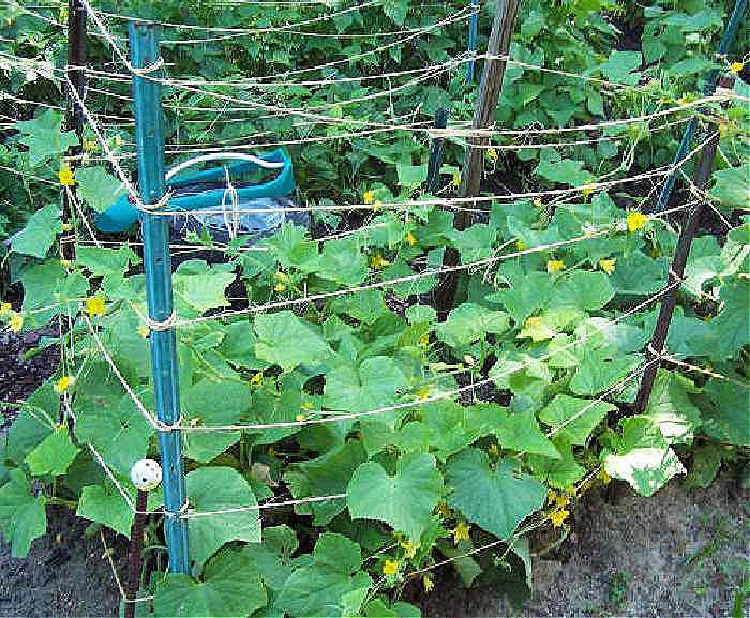 Uma treliça de pepino feita com estacas de metal e peças horizontais de juta, apoiando pepinos em crescimento.