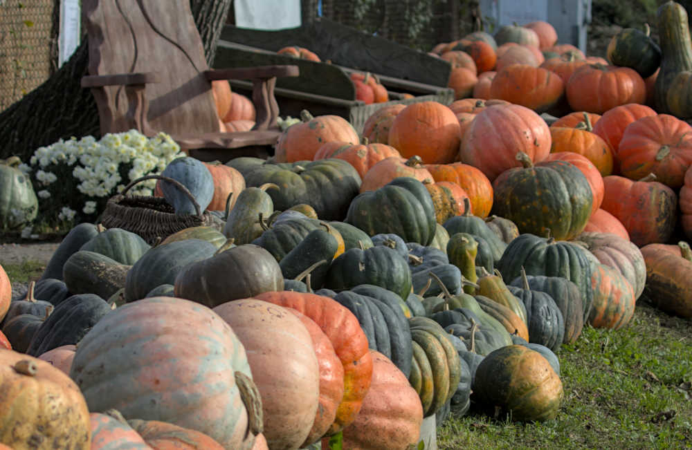 Um campo de abóboras com todos os tipos de abóboras para esculpir e comer.