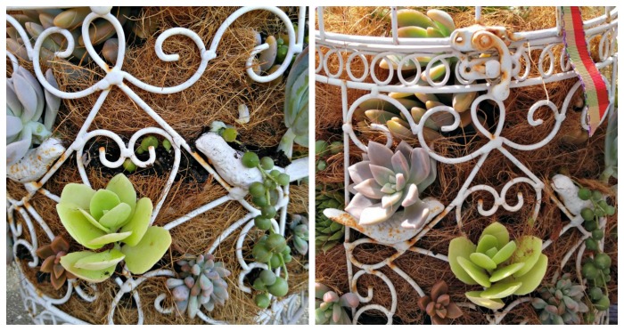 Uma colagem mostrando imagens de uma gaiola branca plantada com suculentas, cercada por fibra de coco.