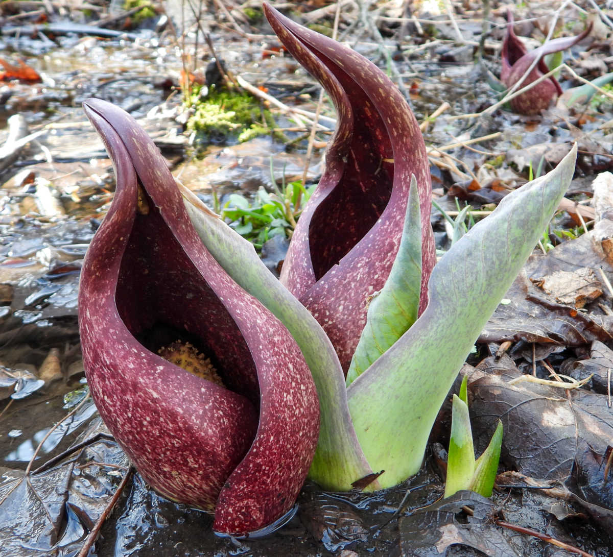 Uma planta nativa de repolho-fedorento crescendo em um ambiente úmido.