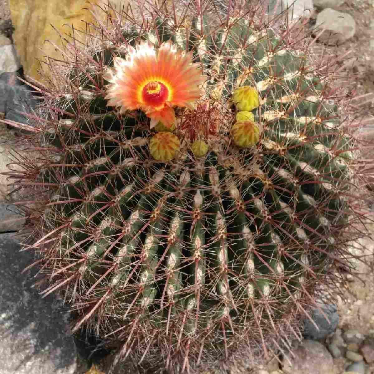 Cacto-barril-de-gancho (Ferocactus wislizeni) Um cacto-barril-de-gancho, conhecido botanicamente como Ferocactus wislizeni, com uma flor laranja aberta no topo, ao lado de vários outros botões florais.