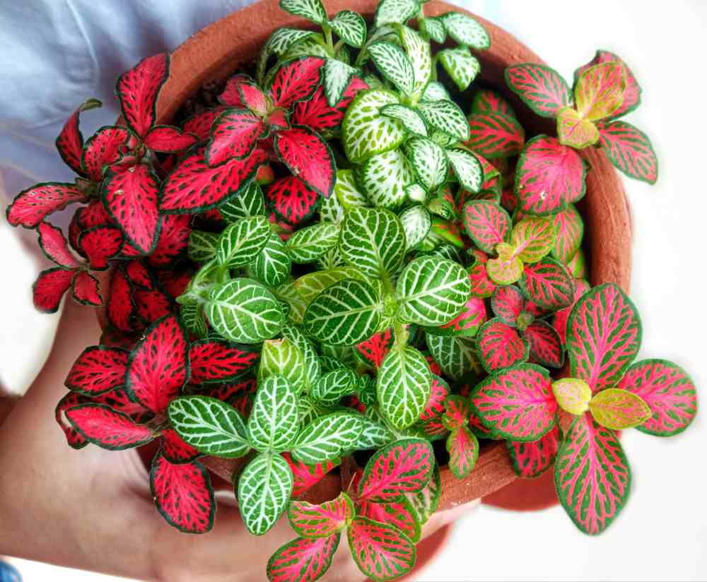 Mãos segurando plantas de Natal — variedades de fitônia.