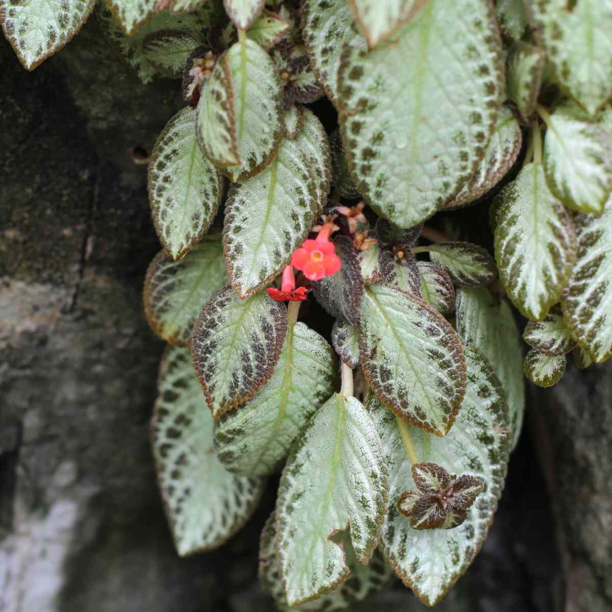 Violeta-chama (Episcia cupreata) Uma imagem de uma flor violeta-chama laranja, conhecida botanicamente como Episcia cupreata, com bastante folhagem variegada verde e preta.