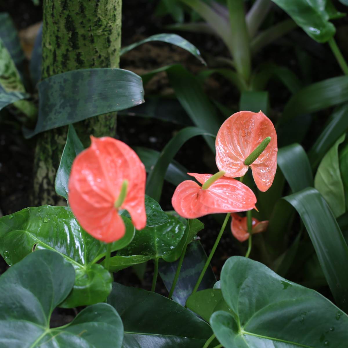 Flor-de-flamingo (Anthurium andraeanum) Quatro flores laranjas de antúrio, também conhecidas como Anthurium andraeanum, e sua folhagem.