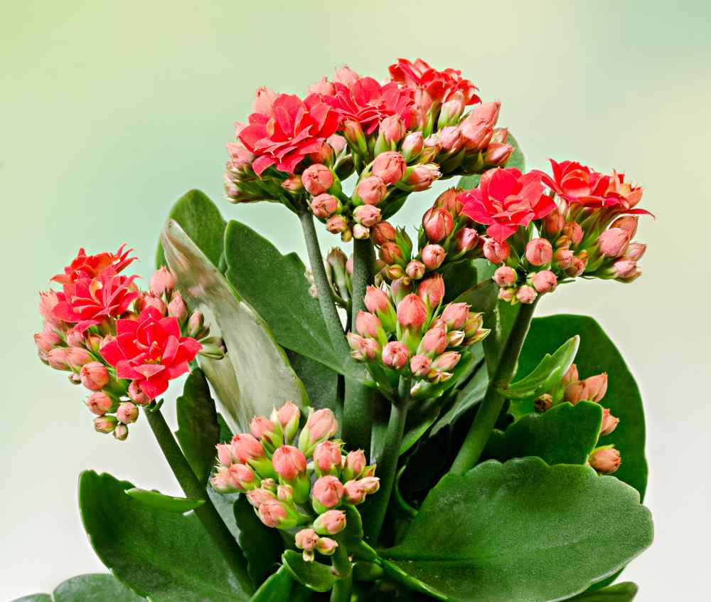 Kalanchoe de florista — uma linda planta de Natal.