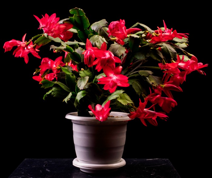 Cacto caranguejo vermelho em flor. Cacto vermelho de Ação de Graças em um vaso branco contra um fundo preto.
