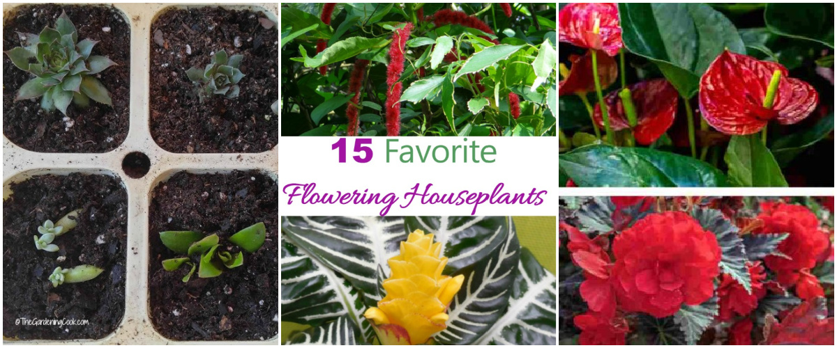 Uma colagem mostrando a propagação de suculentas, plantas de casa floridas e plantas com flores vermelhas.