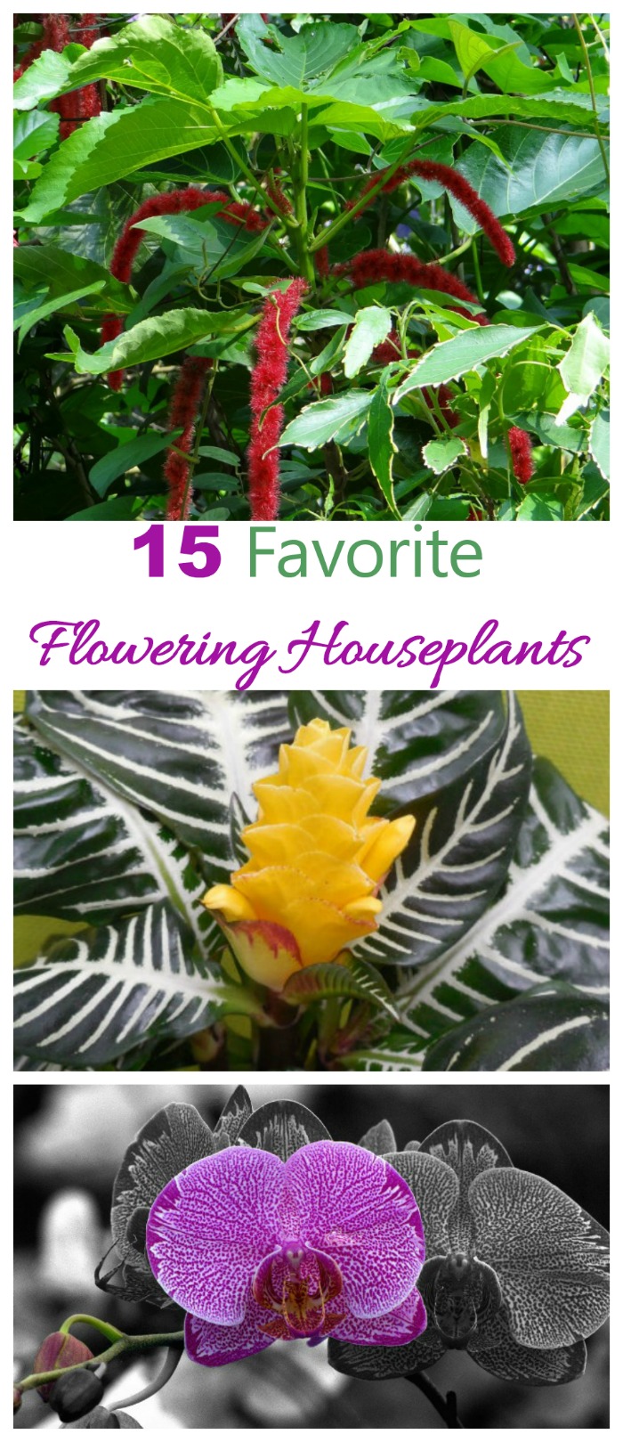 Essas 15 plantas de interior floridas trarão a cor e o calor do jardim para dentro de casa #plantasdeinteriorfloridas #plantasinternas