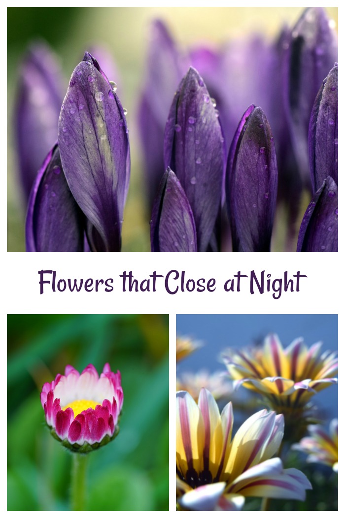 Imagens de flores de crocus, margarida e gazania com palavras Flores que fecham à noite.