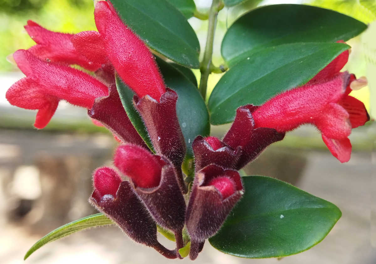 Flores da planta de batom.