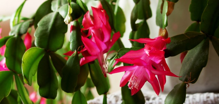 Cacto de Natal florindo com flores rosas.