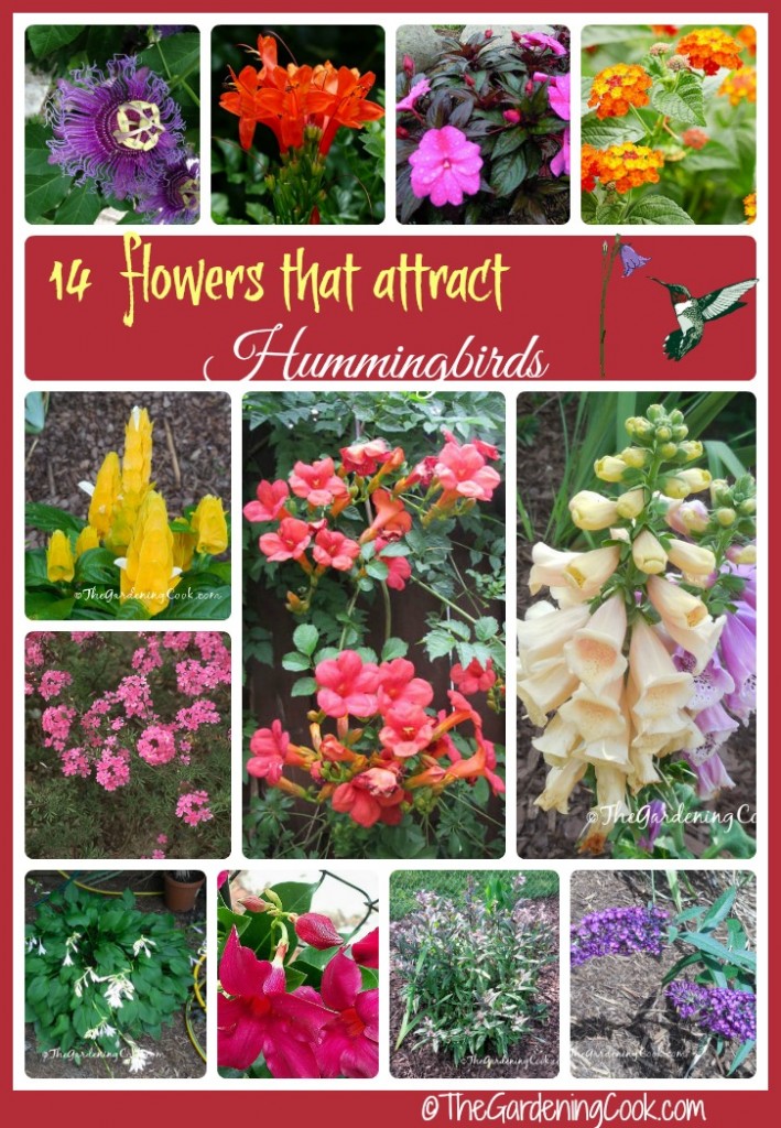 Plante essas 14 flores para atrair beija-flores para o seu jardim.