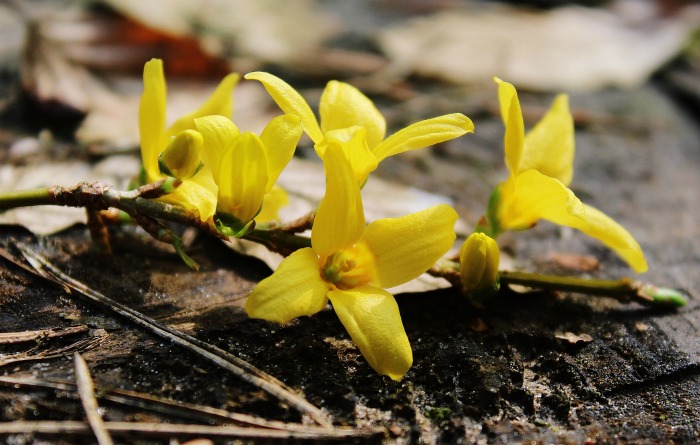 Flores de forsítia se abrindo em ramos de forsítia forçados.