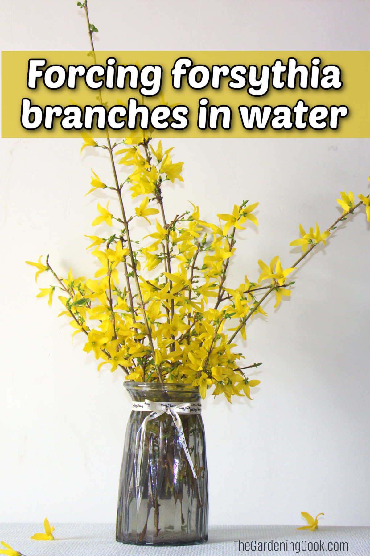 Flores de forsítia forçadas em um vaso com água. Texto amarelo diz Forçando ramos de forsítia em água.