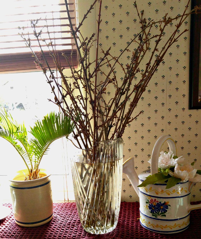 Ramos de forsítia forçados em um vaso com água perto de uma janela ensolarada e outras plantas.