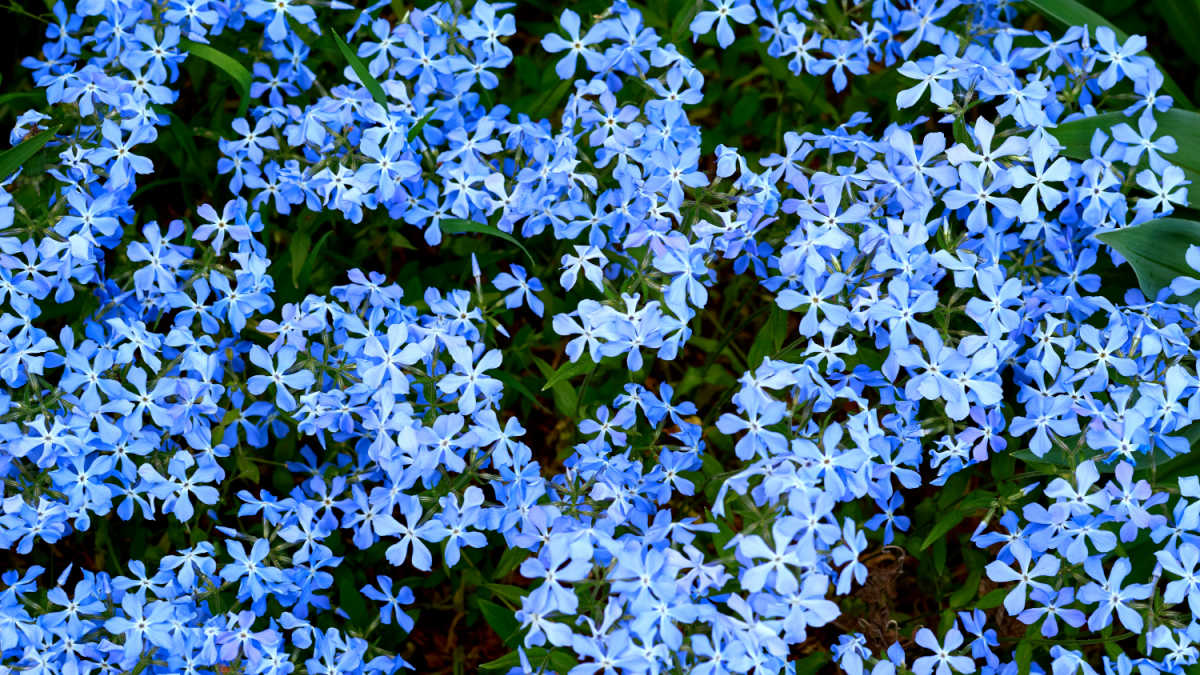 Flores azuis de miosótis.
