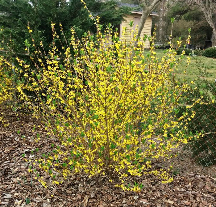 Arbusto de forsítia perto de uma cerca - Distância de plantio Um arbusto de forsítia plantado no início da primavera com 2,4 metros de distância ao longo de uma cerca.