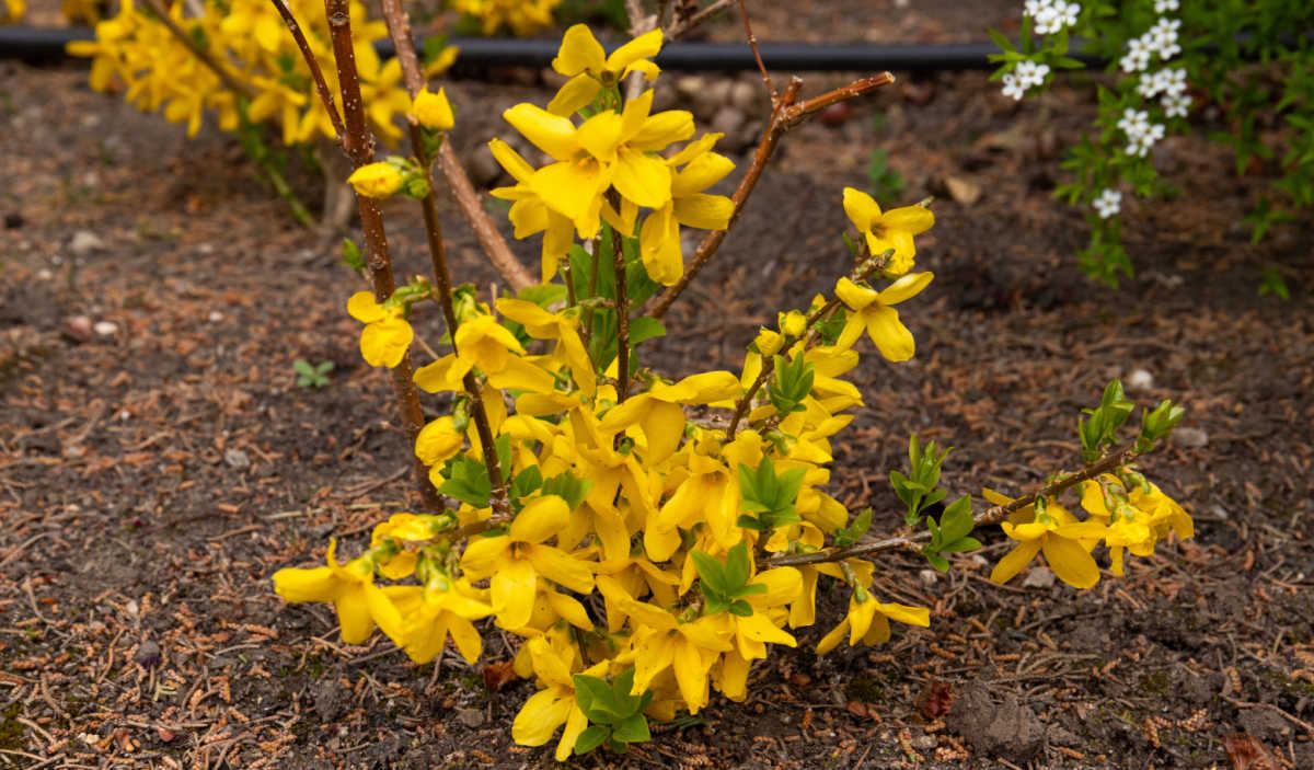 Um pequeno arbusto de forsítia plantado no início da primavera.