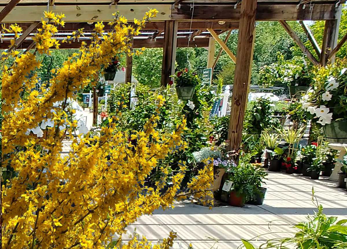 Flores de forsítia em primeiro plano contra a imagem de um centro de jardinagem.